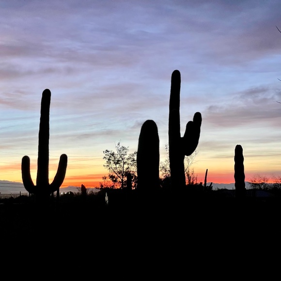 Meet your Posher, Minerva - Picture 1 of 1